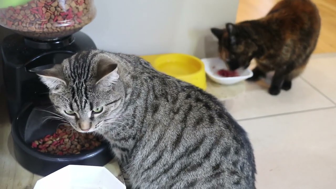 Scully On 3 legs Part 6 - 1 year on, with Floki too