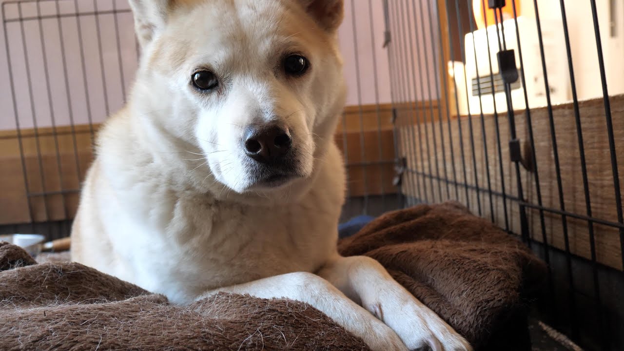 近所の解体工事に怯える犬