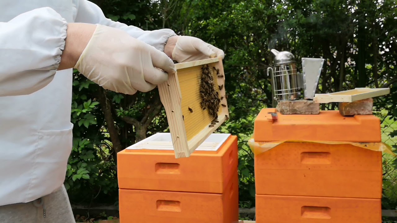 Honigraum zarge tauschen und 1.0 R&auml;hmchen rausnehmen und durch flachzarge ersetzen Imkern! Bienen!