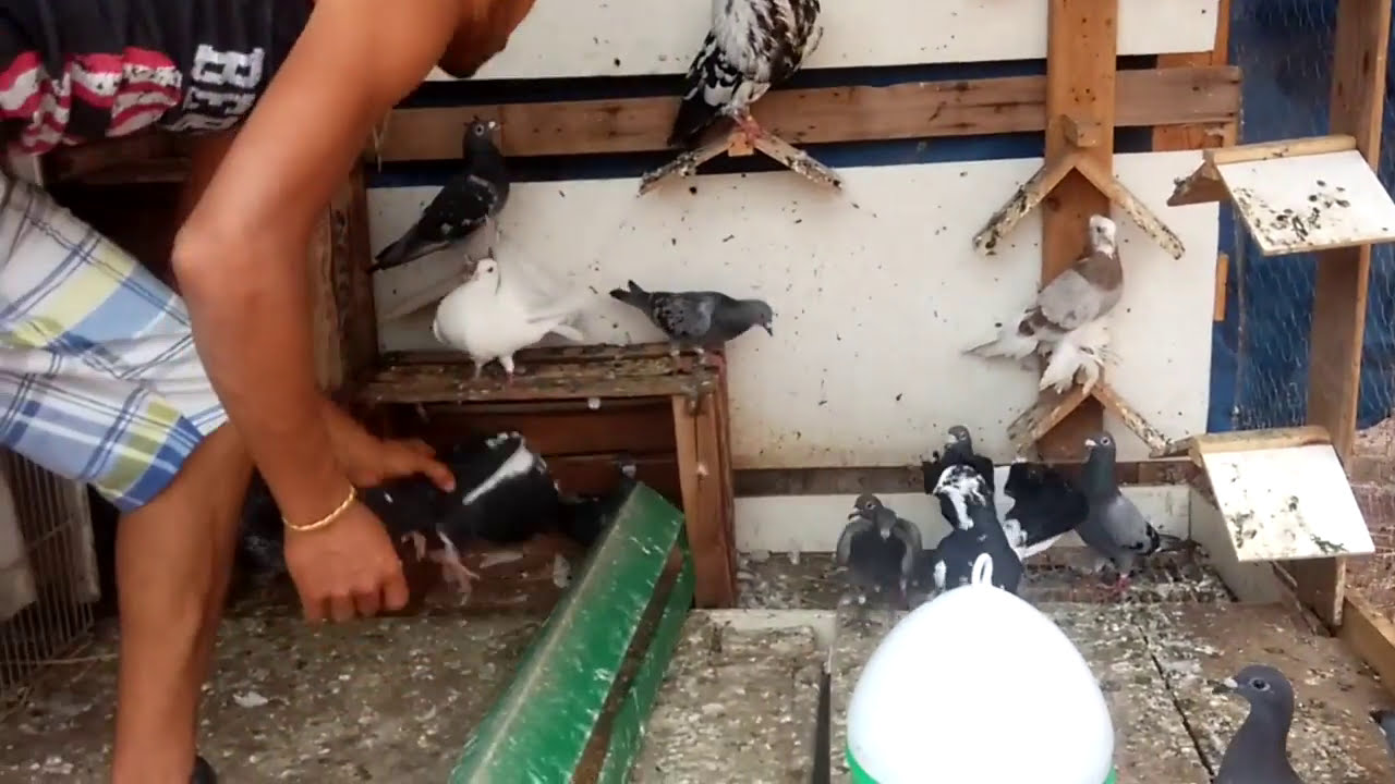 Pigeon maroc rabat الحمام الزاجل التقدم