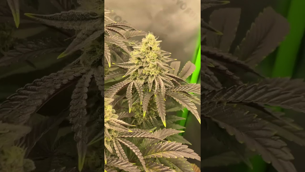 Day 45 Flower | Ethos Genetics #shorts