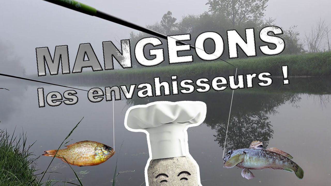 🎣 Pêche au coup simple et durable : gobies et perches soleil !