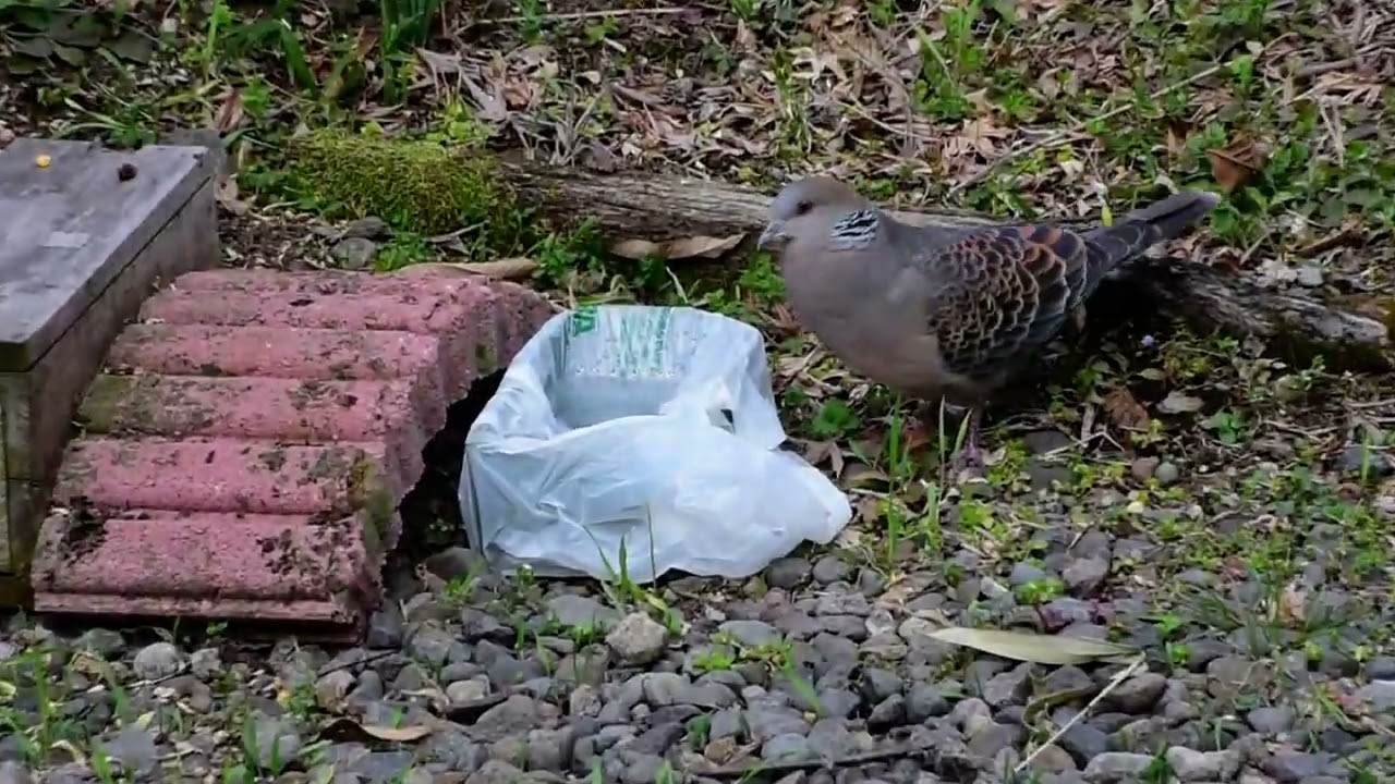 遠くで誰かほーほー鳴いているが若夫婦ウロウロ