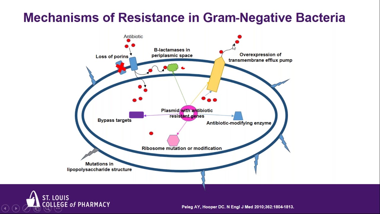 New Antibiotics for the Treatment of Drug Resistant Gram Negative Infections