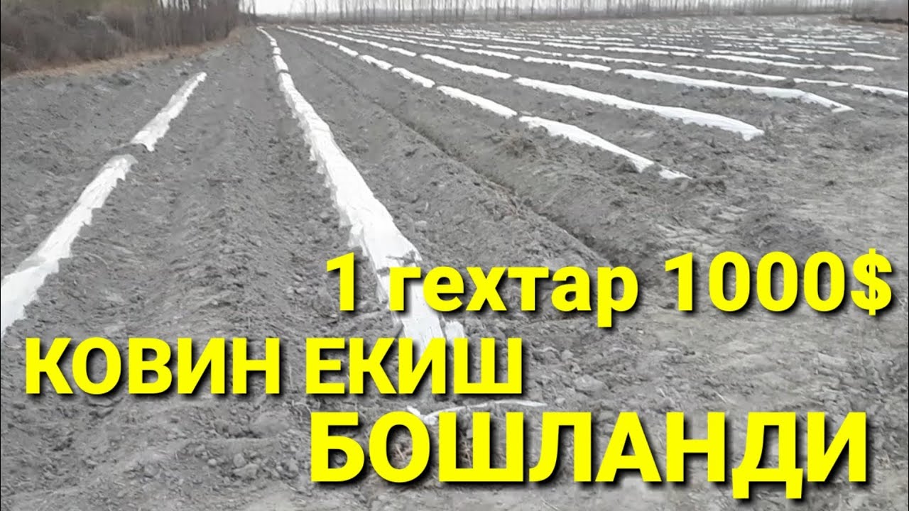 УЗИБДА КОВИН ЕКИШ БОШЛАНДИ ДЕХКОНЧАСИГА