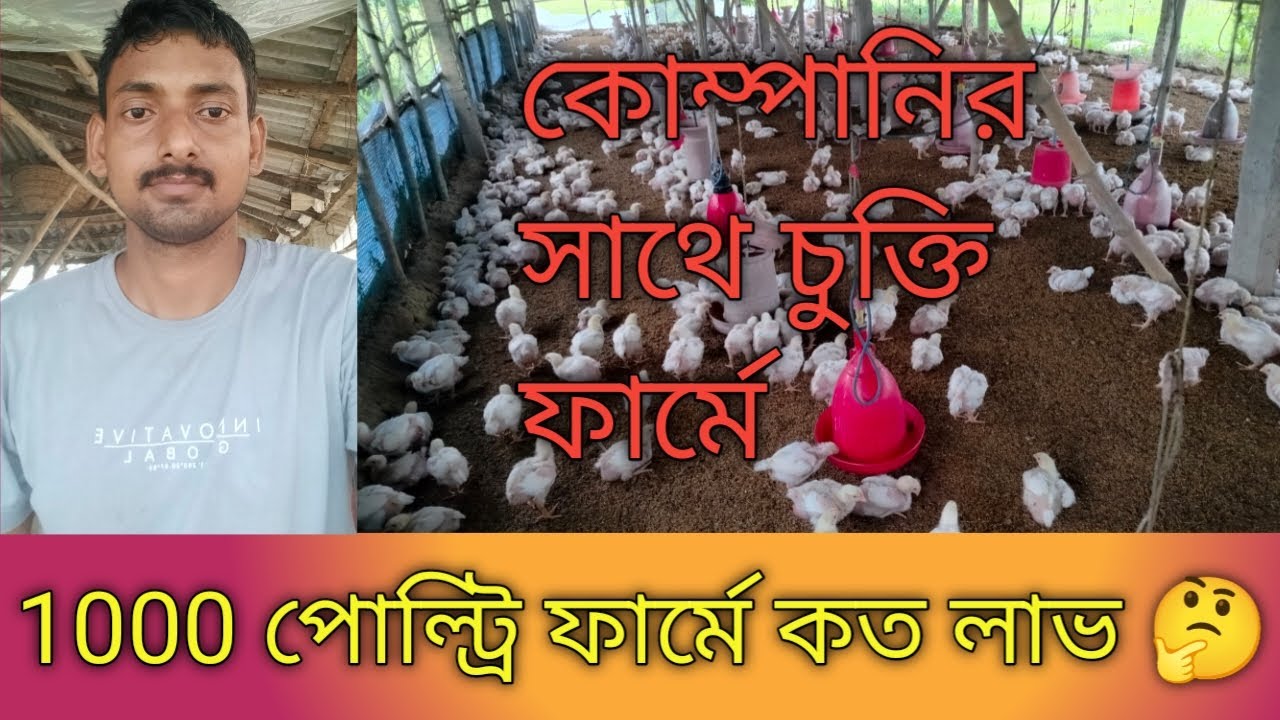 1000 পোল্ট্রি ফার্মে কত লাভ/ poultry farm income/ poultry farm profit/ chicken farming/ boiler farm