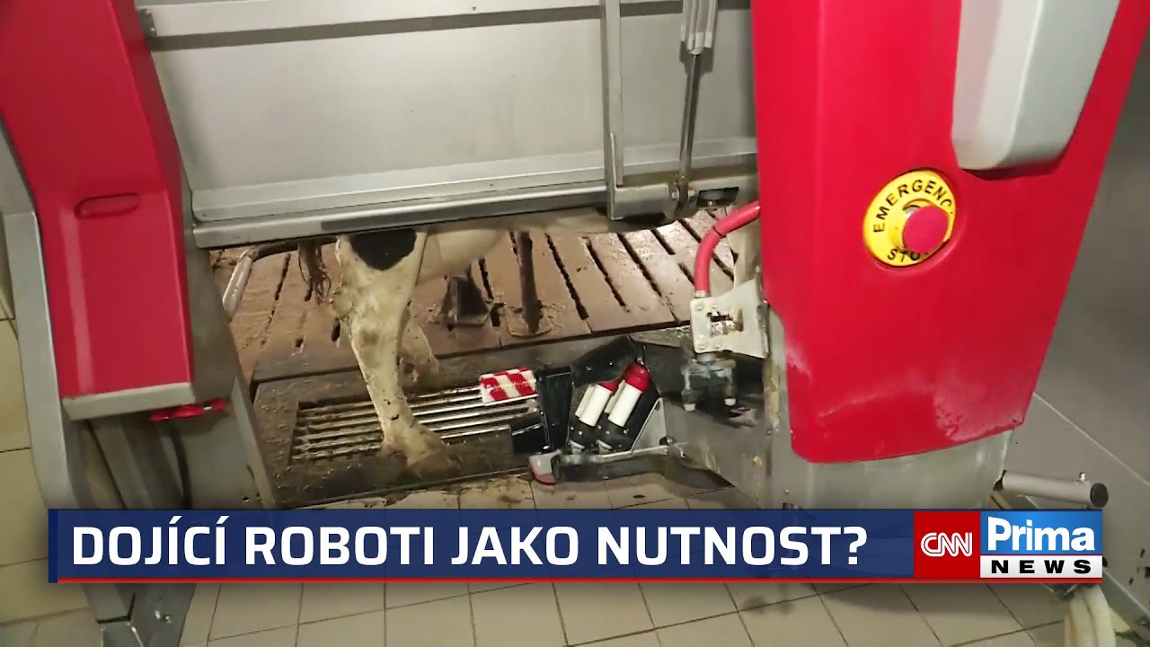 Roboti přeb&iacute;raj&iacute; od lid&iacute; dojen&iacute; krav. Farm&aacute;ři si je chv&aacute;l&iacute;, nahrazuj&iacute; chyběj&iacute;c&iacute; person&aacute;l