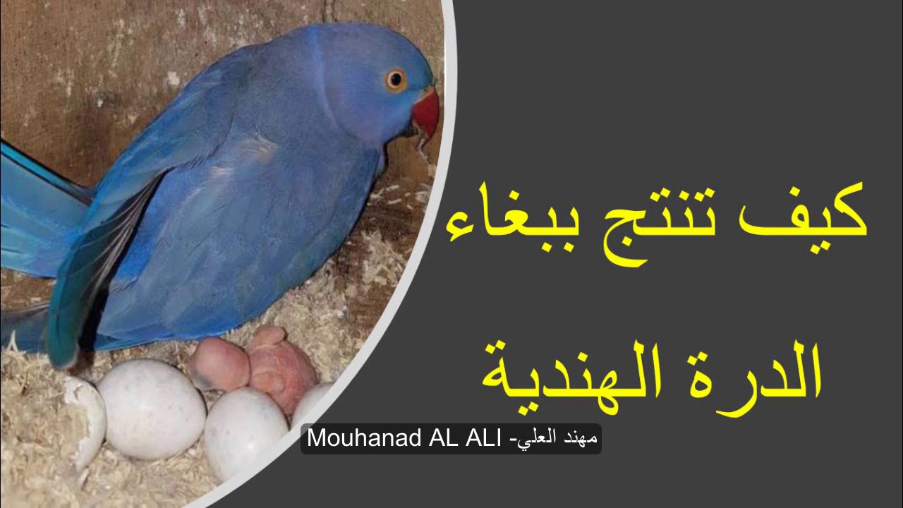 طريقة انتاج ببغاء الدرة الهندية للمبتدئين #مهند_العلي