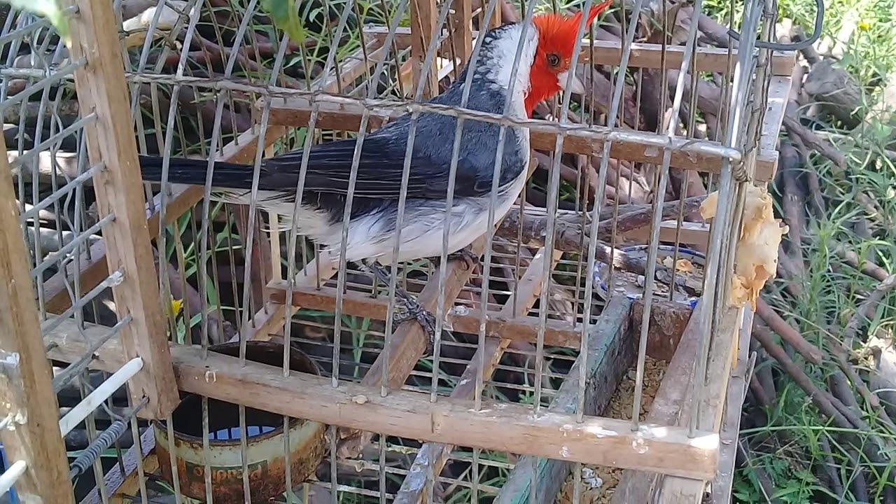 Cardenal llamador GL