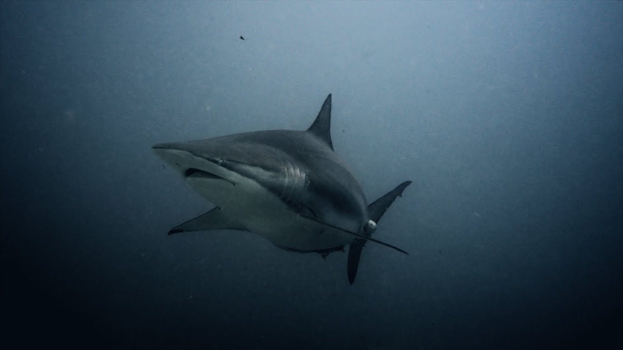 Diving Maldives February / March 2024