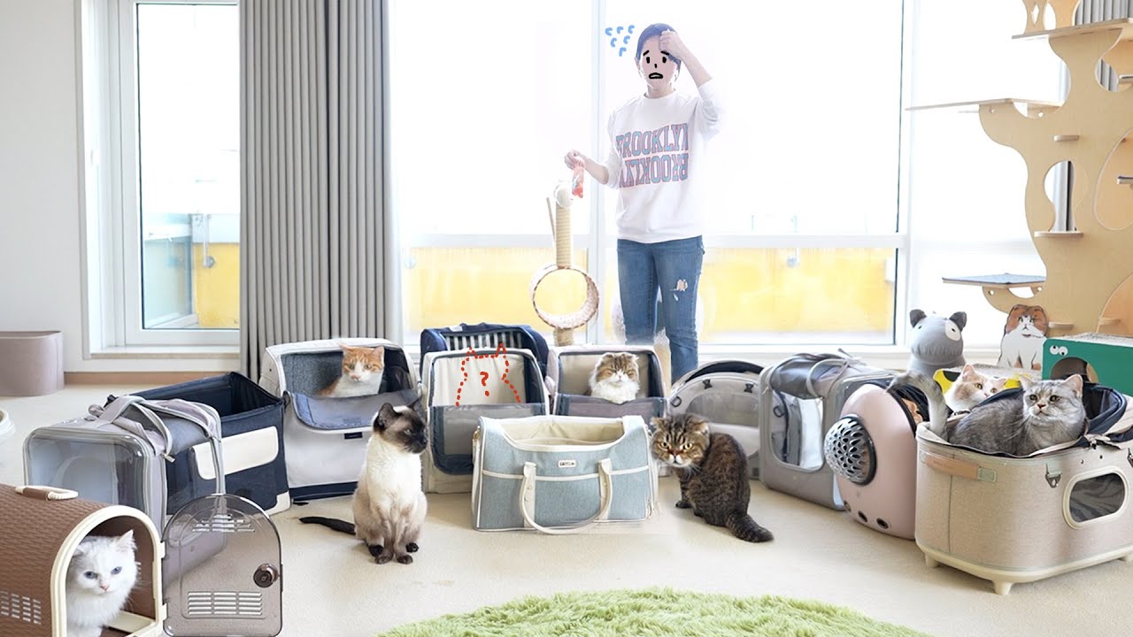 이사 준비 중...고양이 한 마리가 안보입니다!!