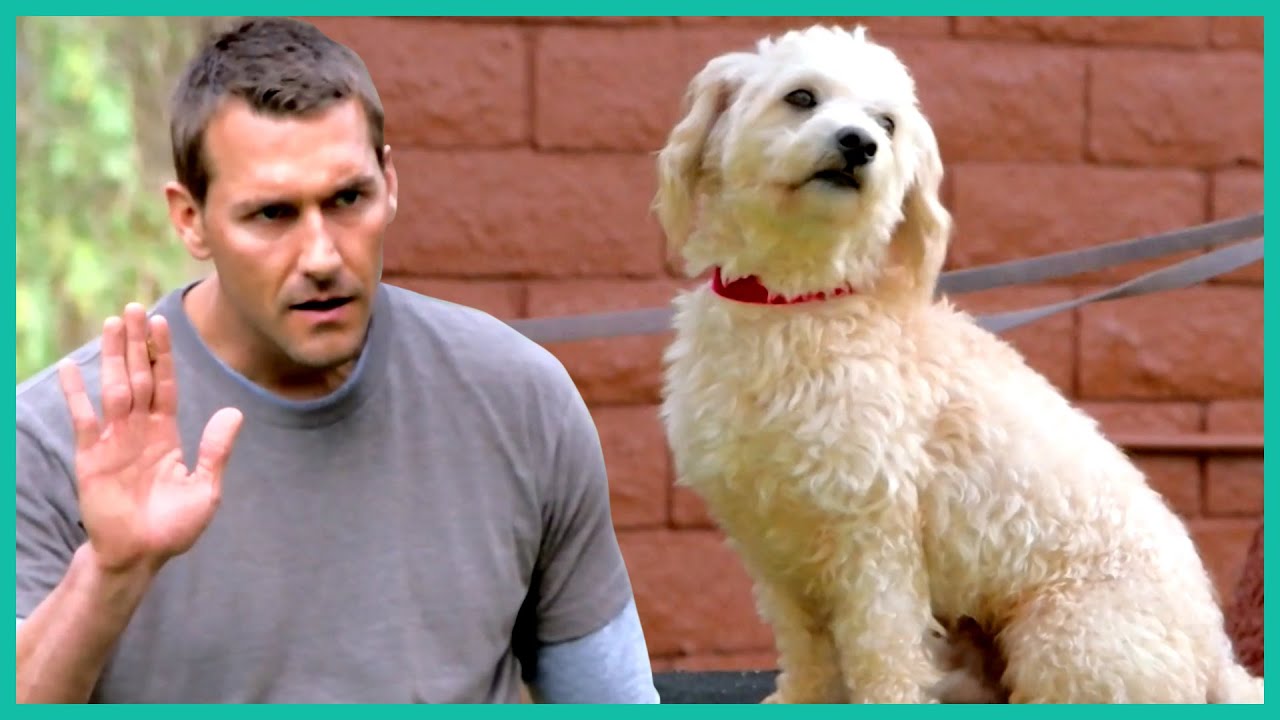 Teaching an Abused Dog To Enjoy Human Interaction | Lucky Dog