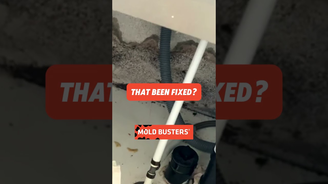 Mold Under The Sink FREE Virtual Inspection - Mold Busters