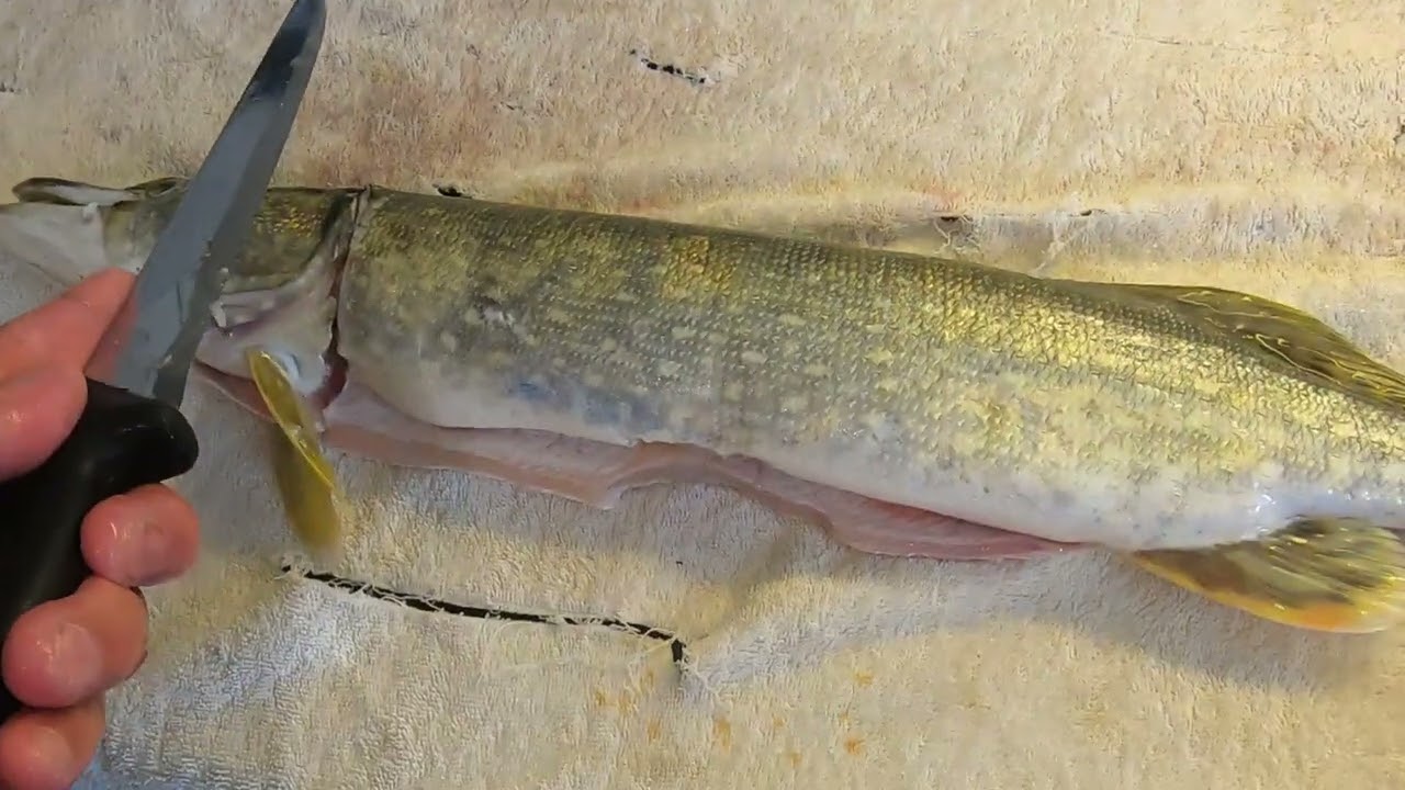 Lever des filets de brochet partie 1