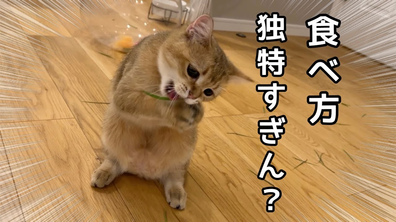 暴君猫に初めての猫草用意したらやっぱりこうなったw