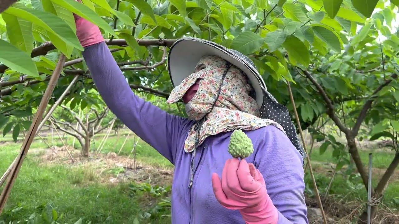 Trước khi cắt nhánh na dứa để trái đợt 1, chúng ta cần phải làm gì? |