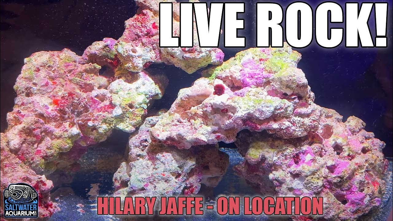 MarcoRocks Maricultured LIVE ROCK — Хилари на выезде