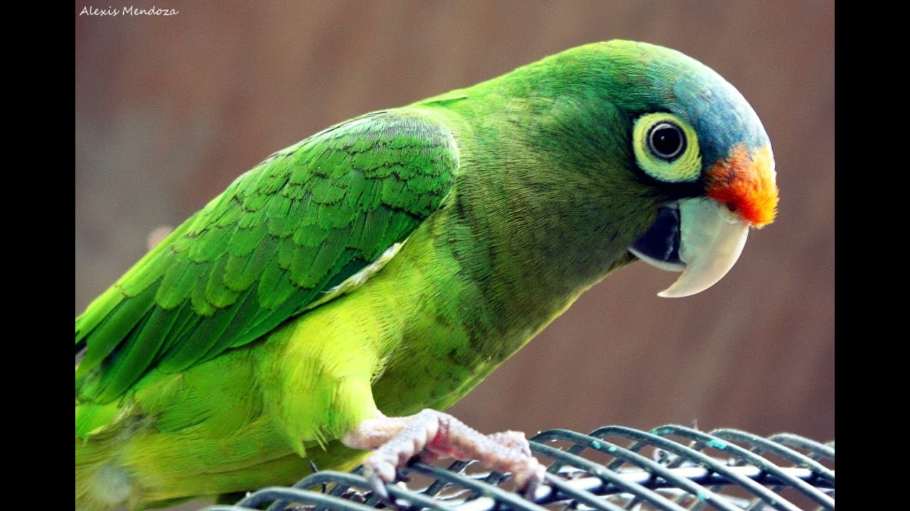sonidos de  chocoyos (eupsitula canicularis)