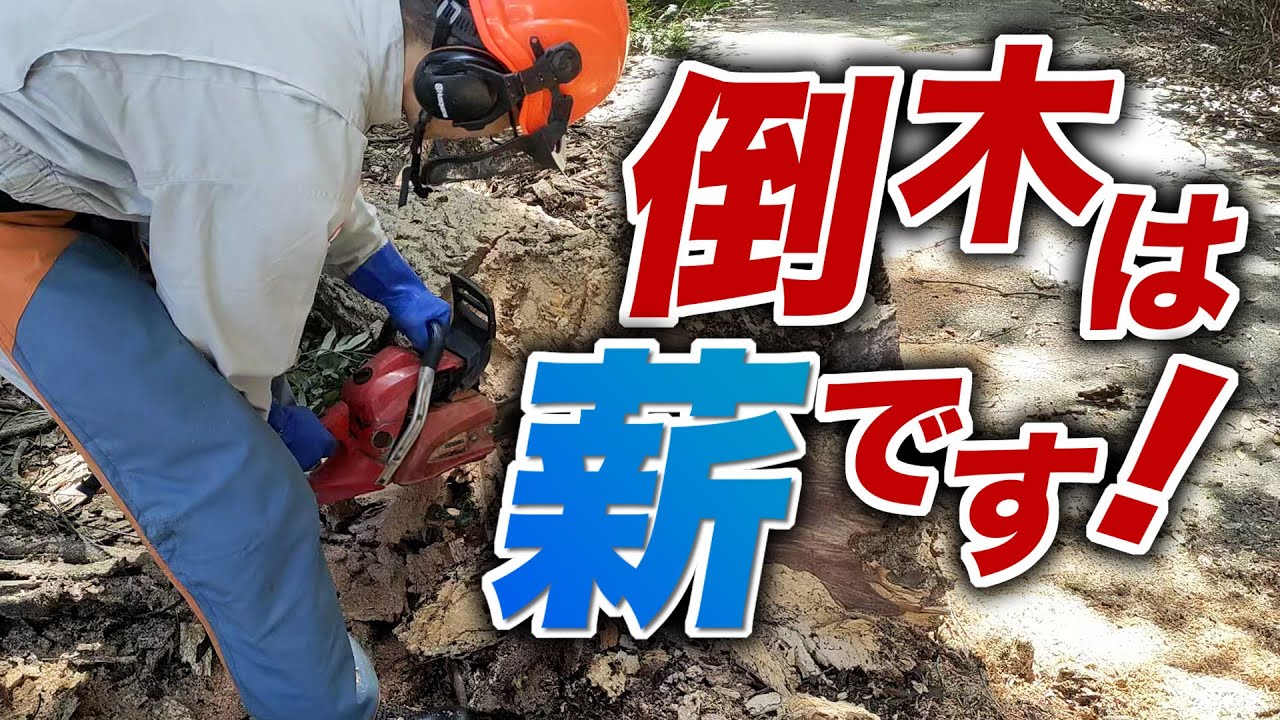 倒木を捨てるのはもったいない！