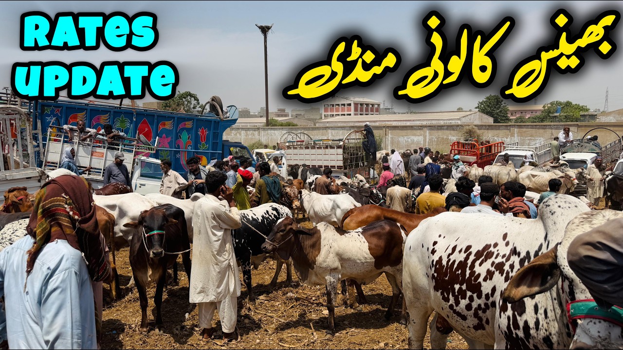 Bhains Colony Mandi | Today Rates Updates 2026 | Cow Mandi | Karachi Mandi 2026| 16-April-2026