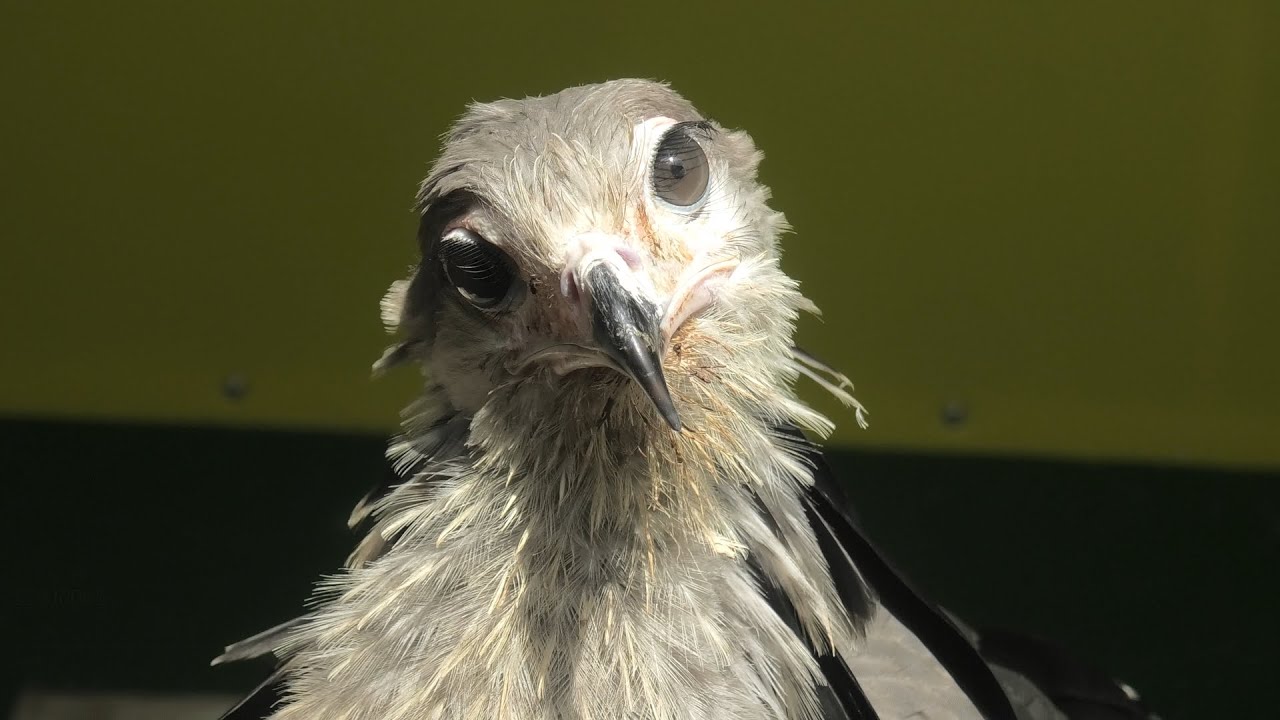 ヘビクイワシ の子ども『ジョジョ』 (東武動物公園) 2020年9月18日