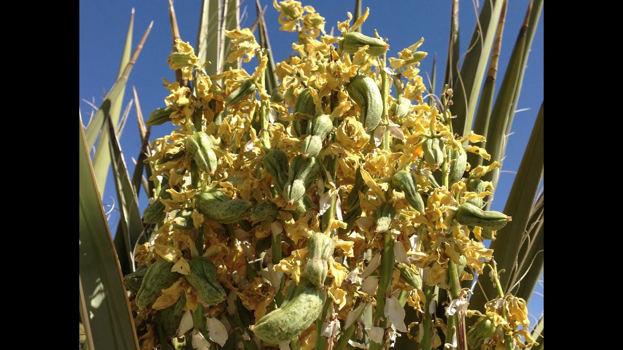 Harvesting and Roasting Yucca Fruits