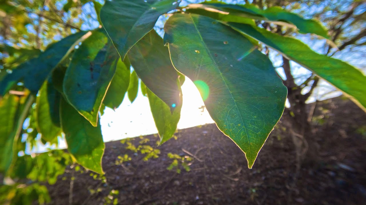 GoPro Hero Marco Lens 15x