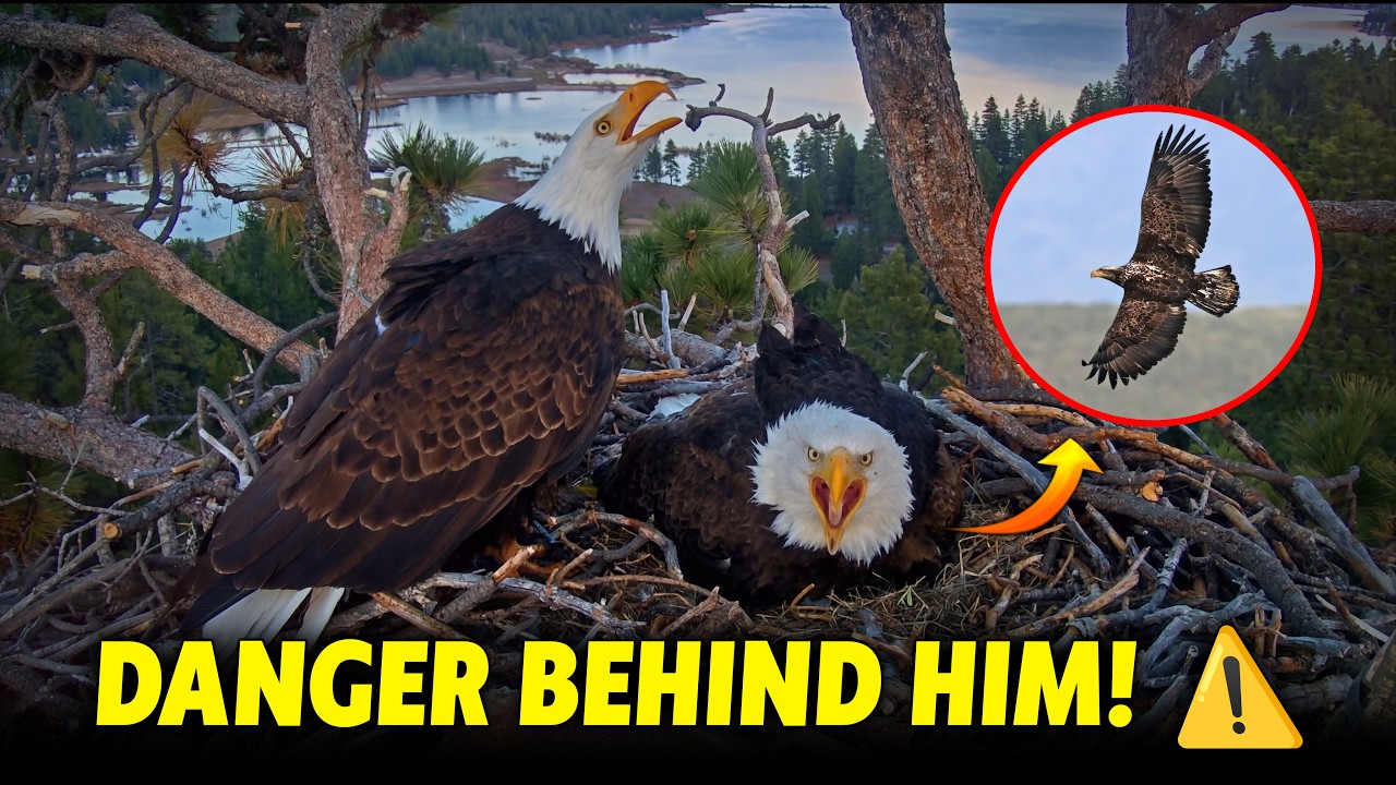 Dinner With Danger! Intruder Tails Shadow While Jackie Defends the Nest