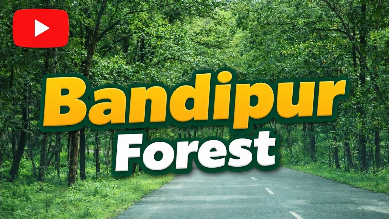A drive through Bandipur Forest, from Wayanad to Gundlupet.