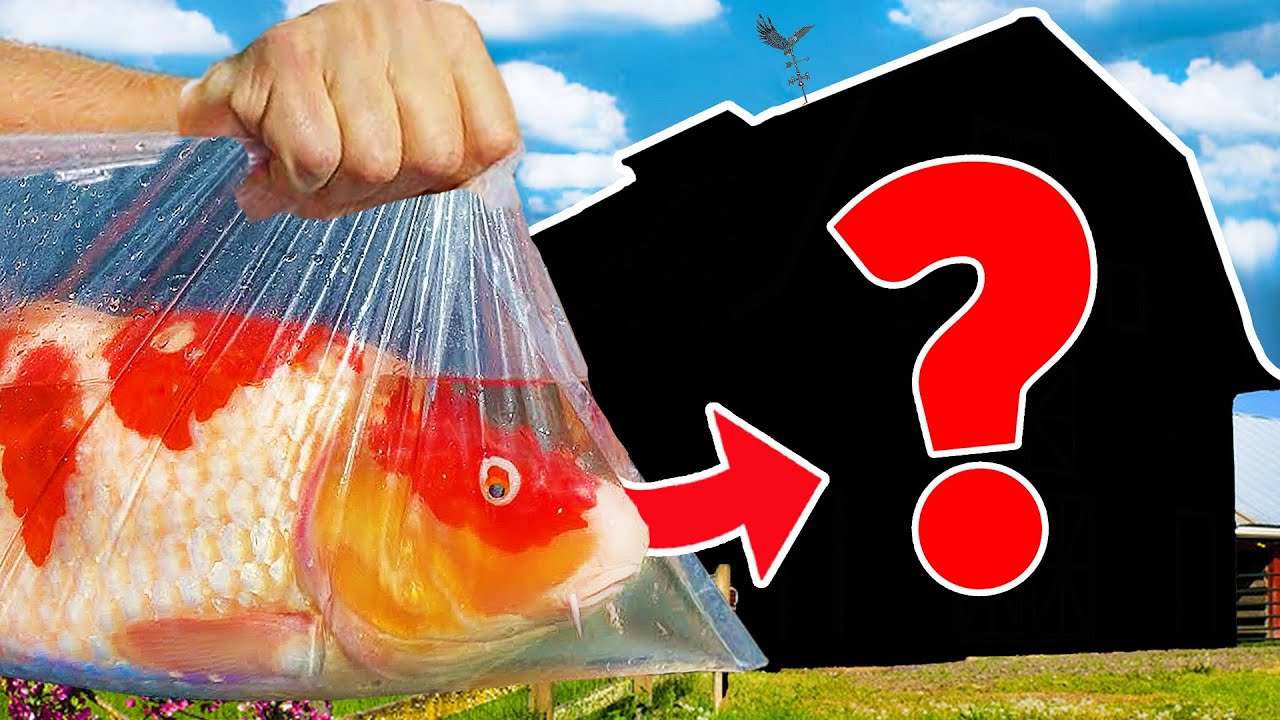 What Happens To Expensive Koi Fish?