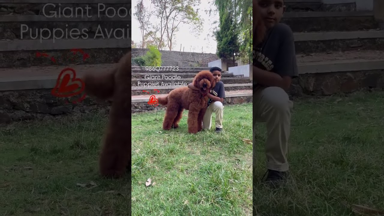 Super Giant Poodle Puppies #gaintpoodle #poodle #goldendoodle #puppies #puppy #petshop #golden