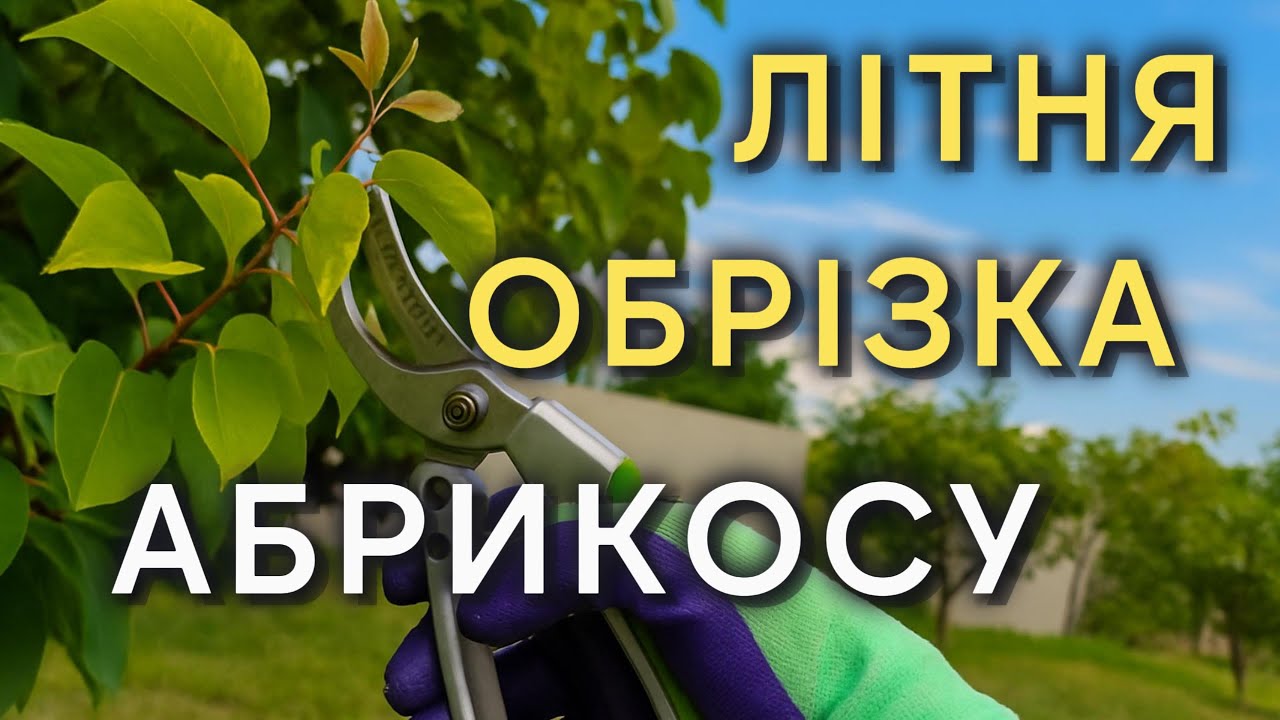 🍑 Літня обрізка абрикоса: коли, як і навіщо?