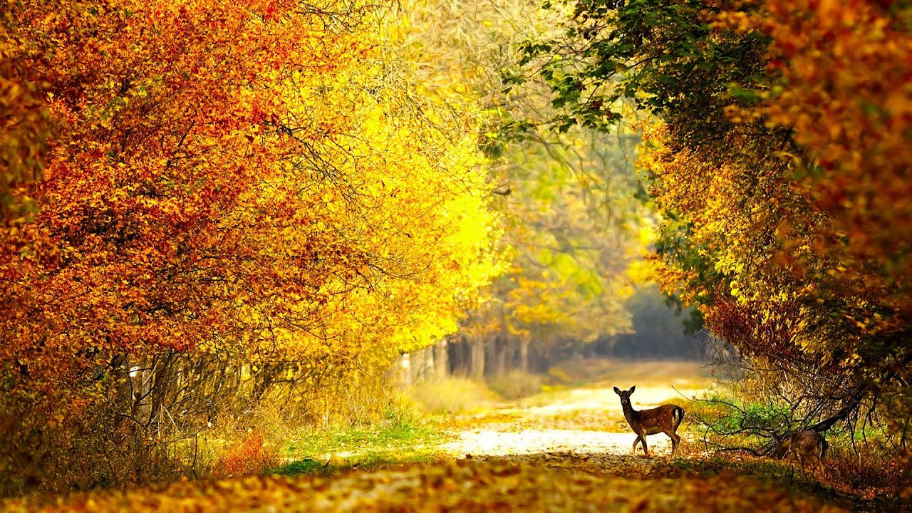 Autumn Wildlife, Beautiful Relaxing Music, Peaceful Soothing Instrumental Music, by Tim Janis