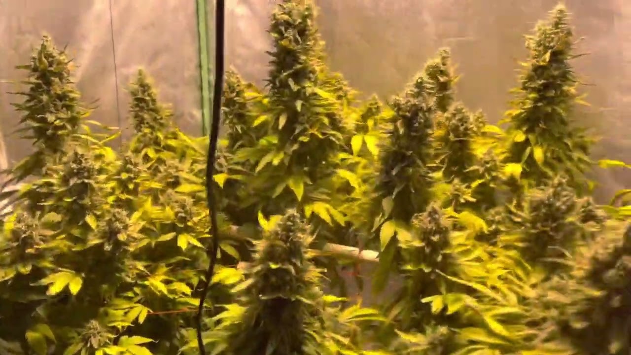 Super Skunk Kush week 8