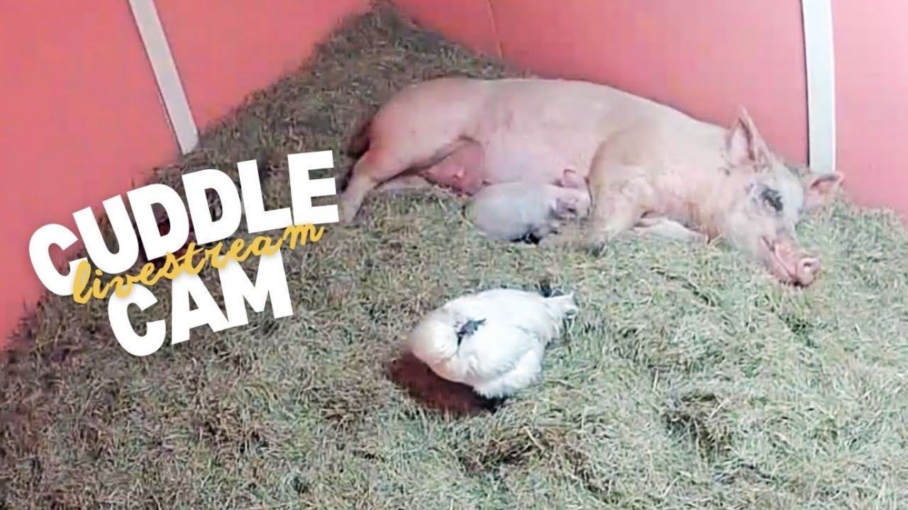 Cuddle Cam: Maple + Babies (and Gandalf!)