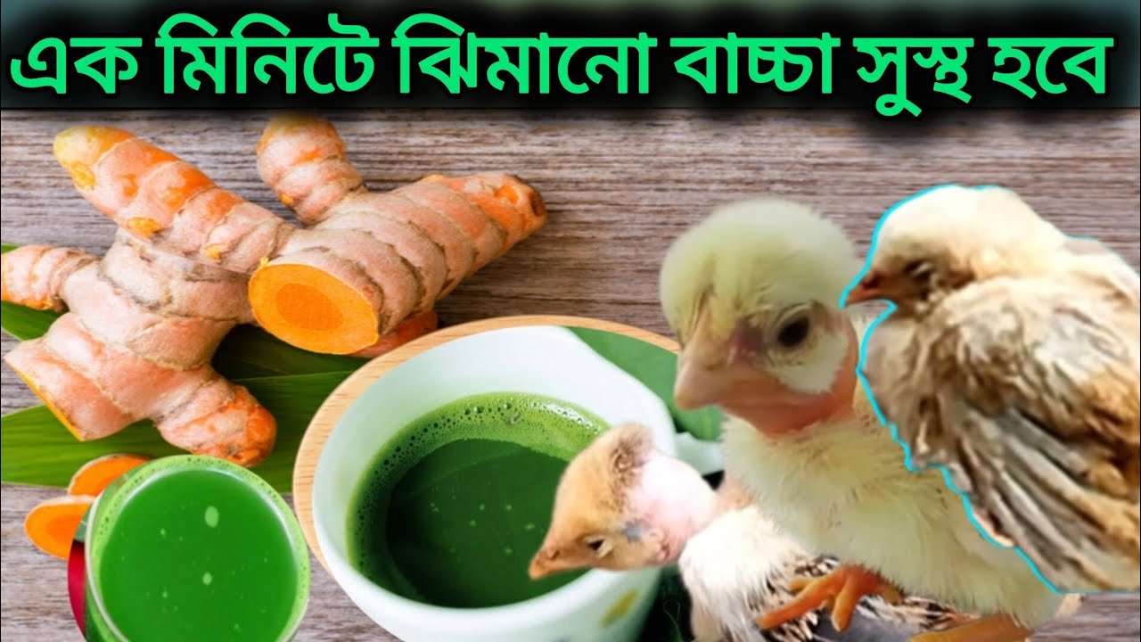 ঝিমানো মুরগির বাচ্চা সুস্থ করুন বাড়িতে থাকা দুটি পাতার রস দিয়ে