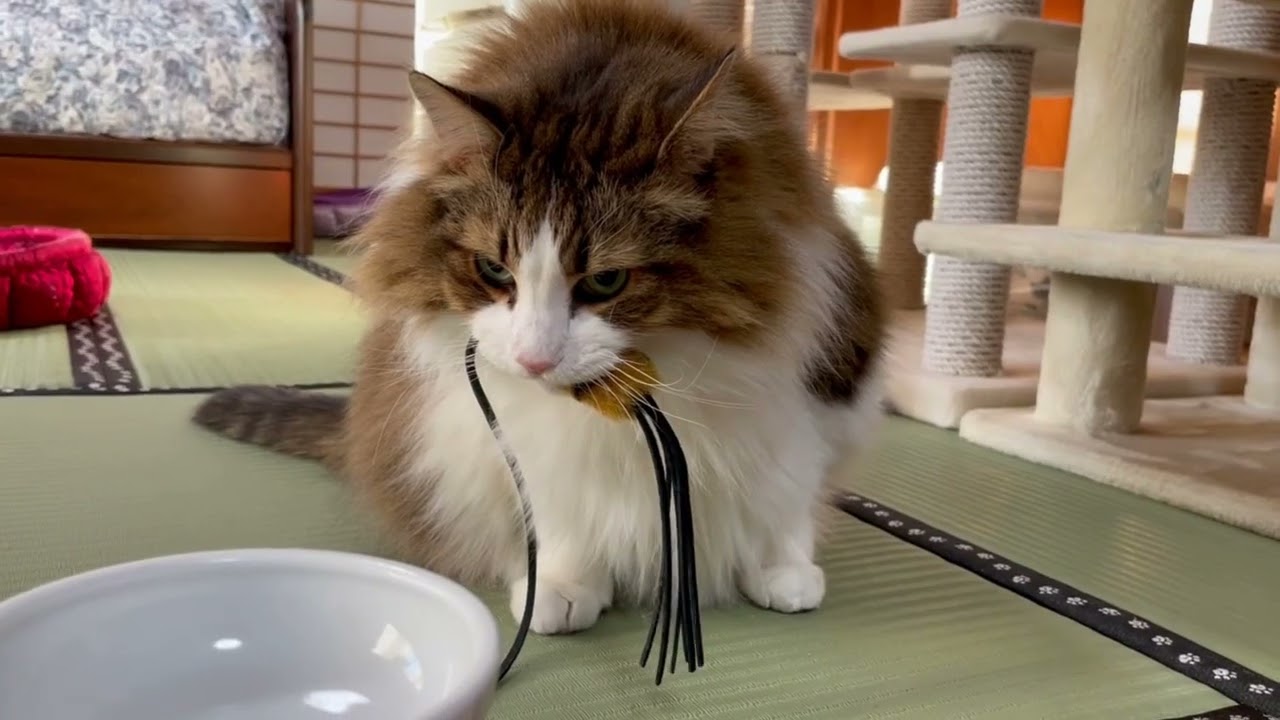 たくさん遊んで疲れた体を癒す猫が可愛い【ノルウェージャンフォレストキャット】