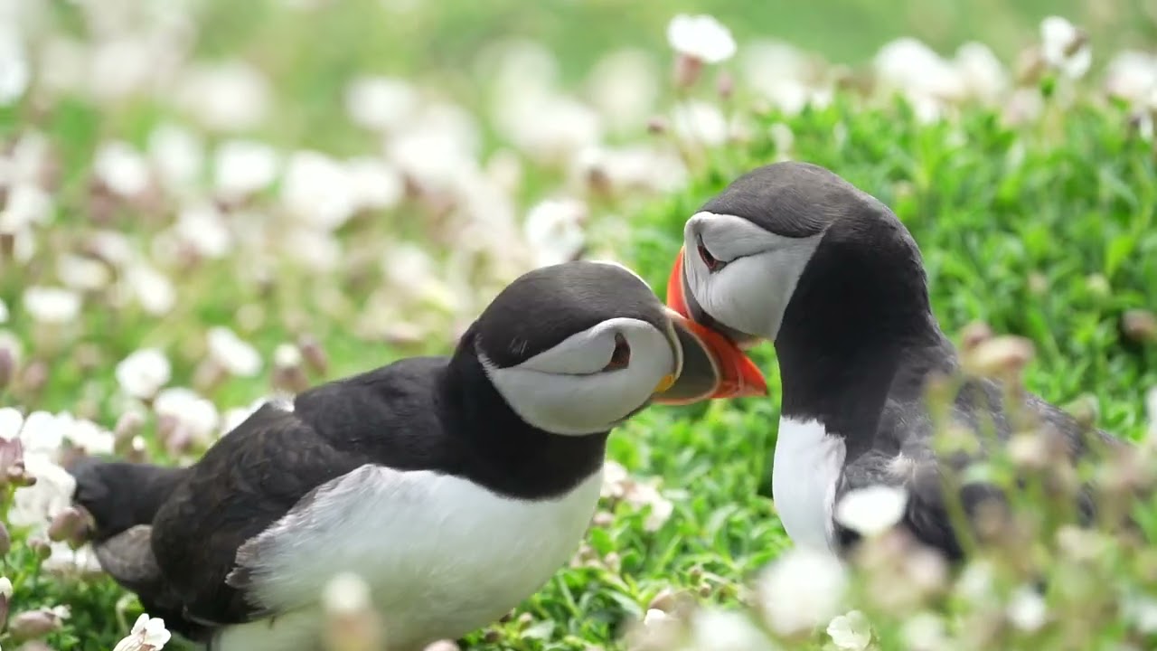 Puffin Beak Tapping (Slow Motion)