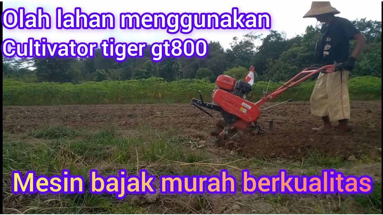 mengolah /membajak lahan singkong menggunakan cultivator tiger gt800,mesin bajak murah berkualitas