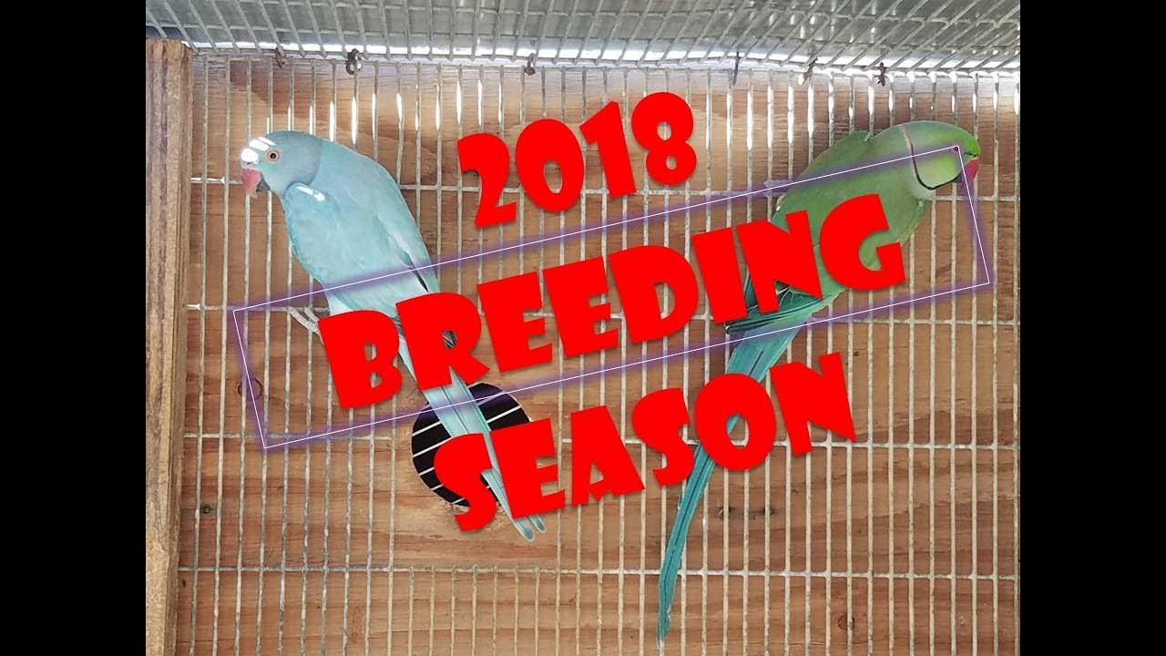 2018 BREEDING SEASON BEST PAIR OF INDIAN RINGNECK PARROTS