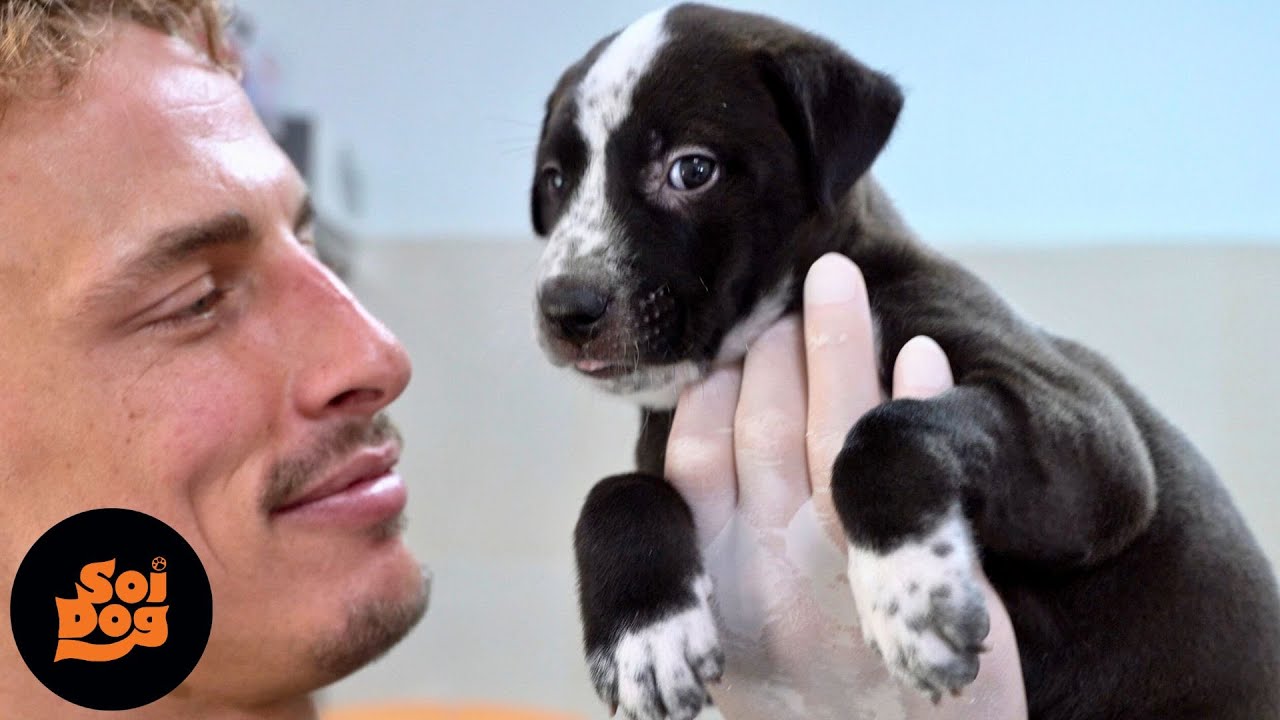 Abandoned puppies rescued from a disused factory