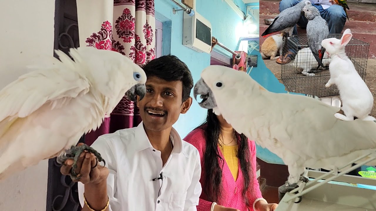 What Is Blue-eyed cockatoo / Perfect Bird Care & Feeding Tips.