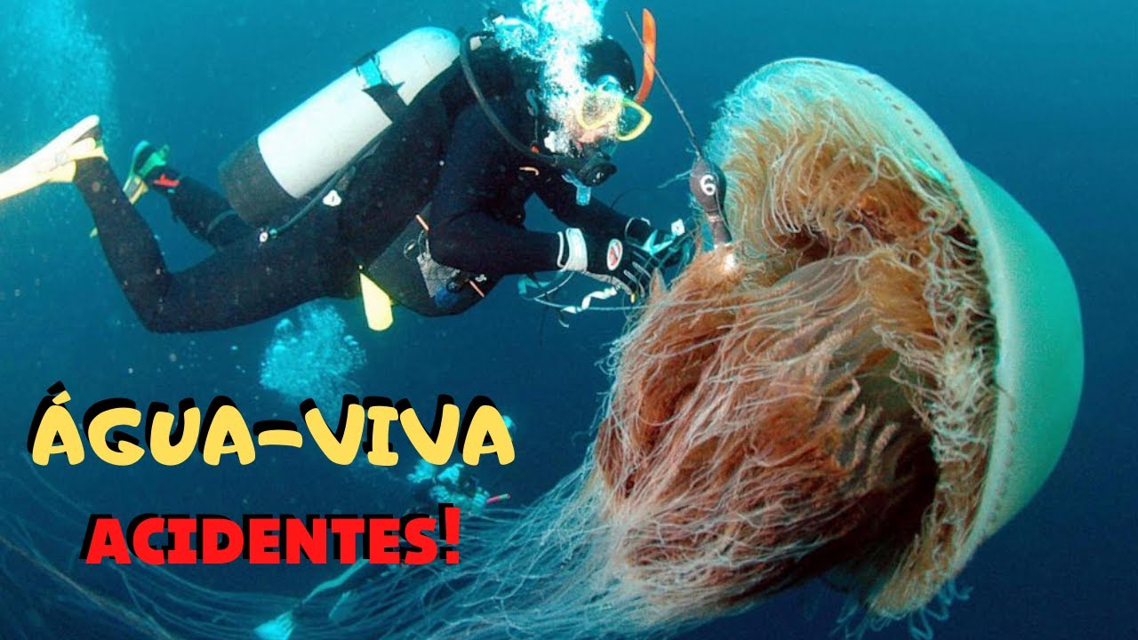 ÁGUA VIVA É UM ANIMAL? VEJA AS ESPÉCIES, CORES, TAMANHOS E ONDE VIVEM NA NATUREZA! OCEANO VIVO!