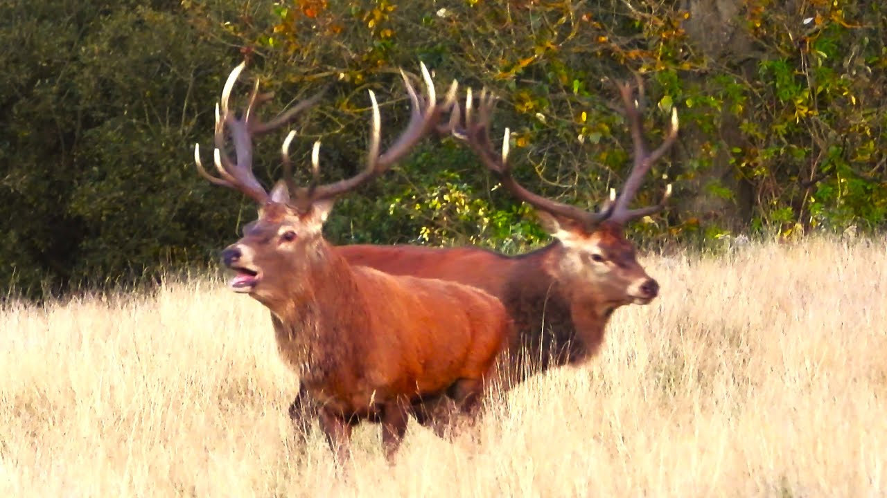 RED DEER RUT 👀 PARALLEL WALKING Got a bit SCARY! 👀 Cervus elaphus - 2024