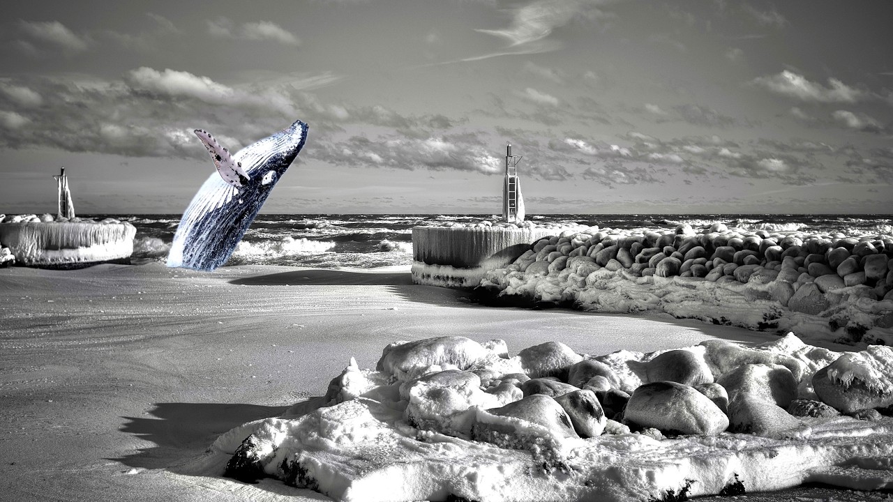 The  Whale