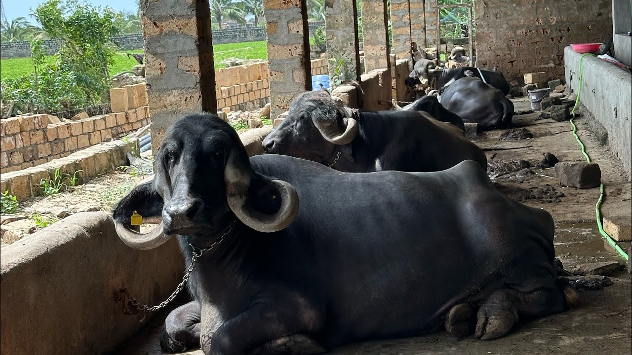 #जाफराबादी भेसो माटे सेड बनाया #Topli farm नी भेसो देवराज बतायेगा 