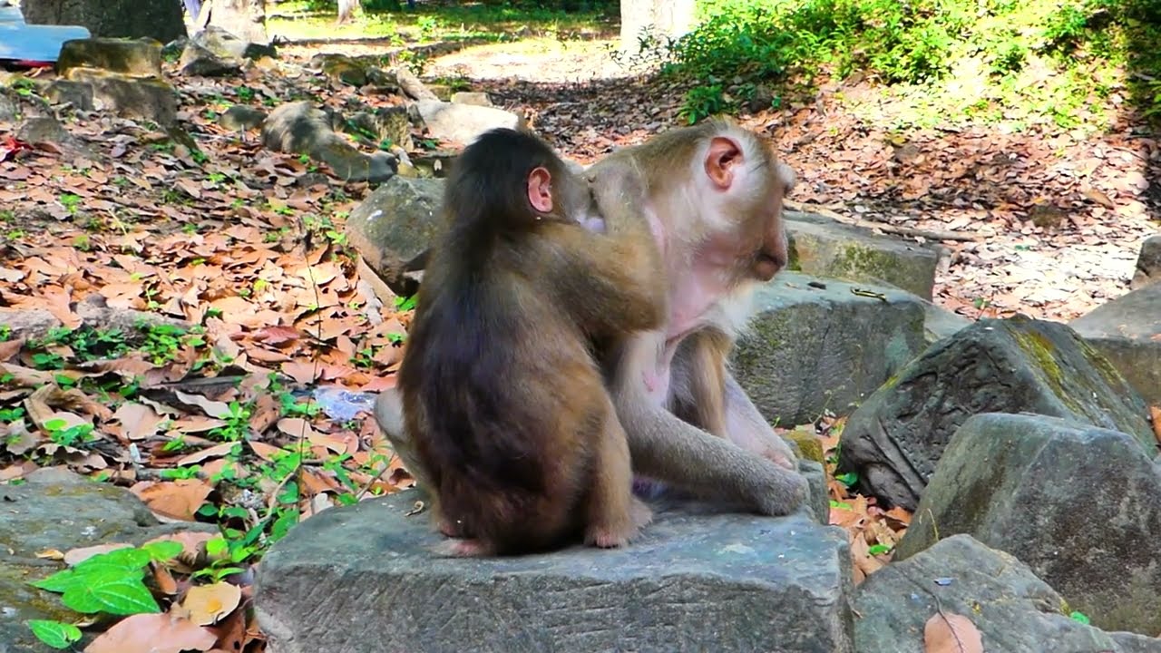 Monkey Julie pregnant she is tired nearly give birth baby and Monkey Baila help massage