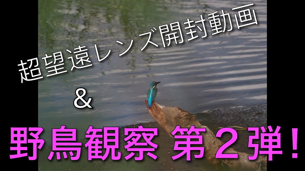 超望遠レンズ 75-300mm 開封からのバードウォッチング第２弾！！