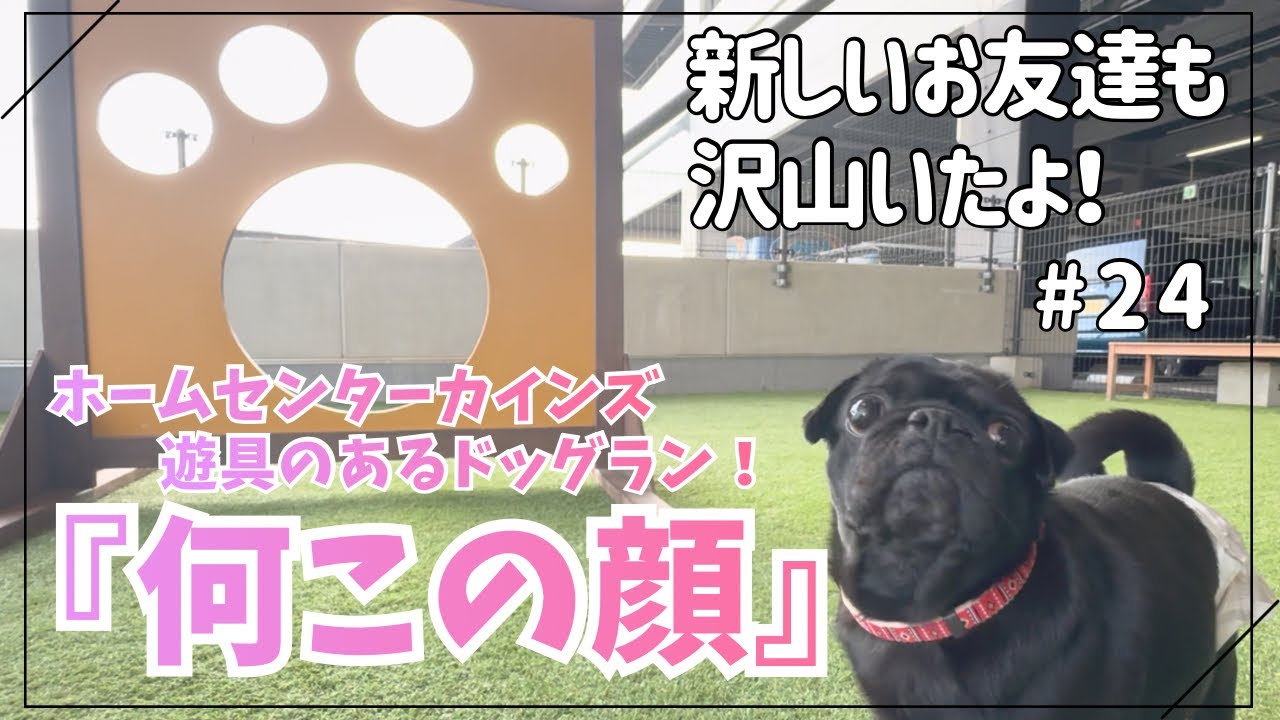#24 何この顔！ホームセンターカインズで遊具のあるドッグランへ！新しいお友達も沢山いたよ。