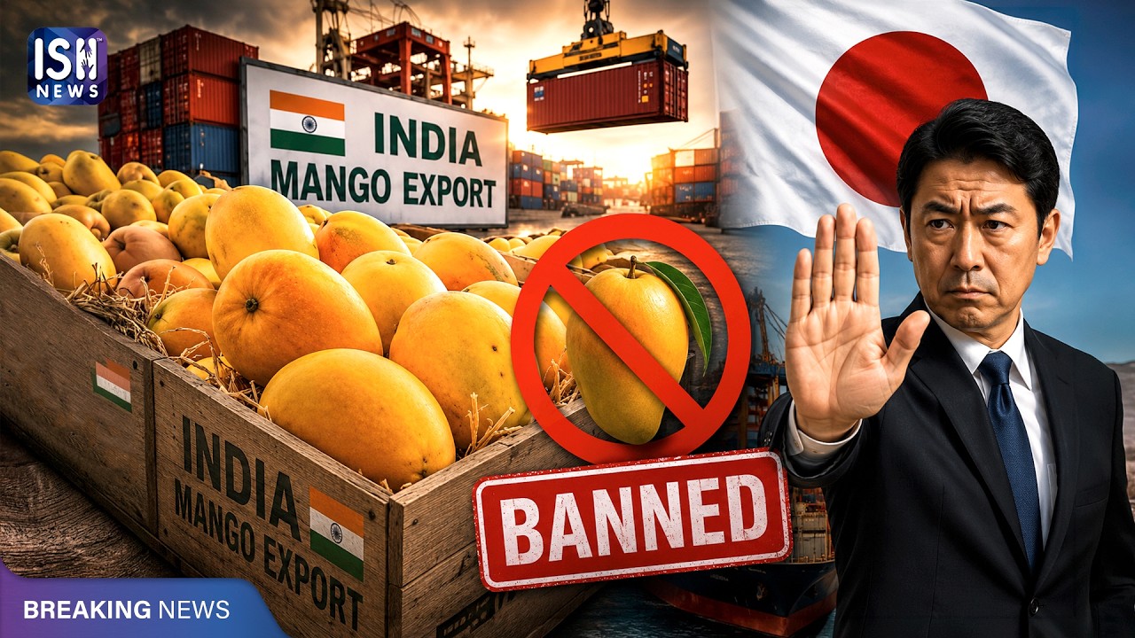 Why is Japan Banning Indian Mangoes After 20 Years? | ISH News